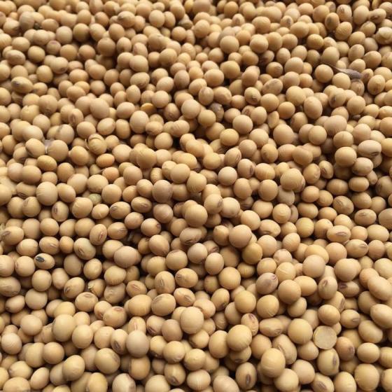 Bulk Soy Beans Certified Organic and Non-GMO Soybeans From Paraguay(id ...