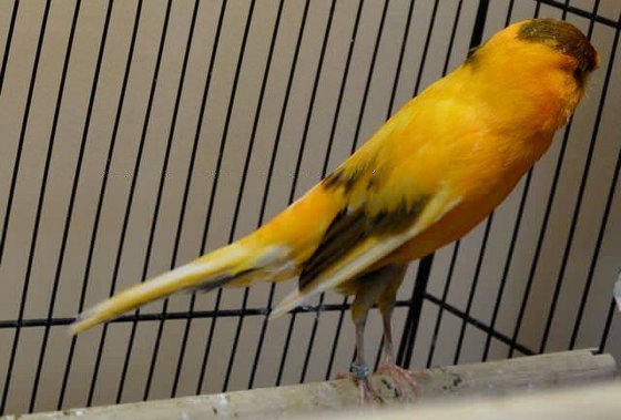 lancashire canary for sale