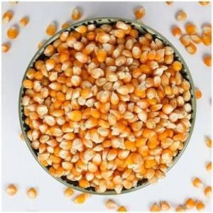 Wholesale for sale: High Quality Sweet Corn