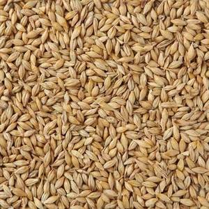 Wholesale Barley: Barley