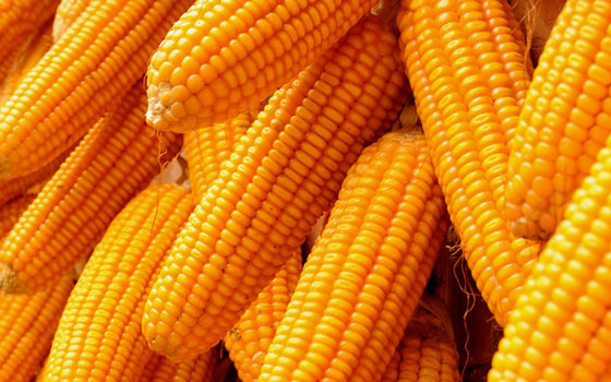 Corn(id:10599585). Buy South Africa Corn - EC21