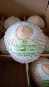 Wholesale ben tre viet nam: Premium Quality Fresh Young Coconut