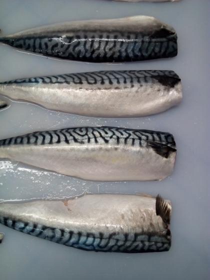 Frozen Atlantic Mackerel Fillets(id:10871825). Buy China mackerel - EC21