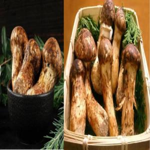 Wholesale dried mushroom: Fresh, Dried, Frozen Truffles Boletus Edulis Morels Mushrooms All Kinds of Wild Mushrooms