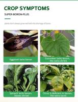 Liquid Boron Fertilizer Boron for Garden for Agriculture 3
