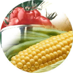 Wholesale canned vegetable: Canned vegetable / fruits