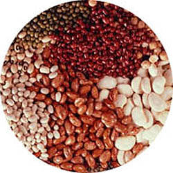 Kidney bean