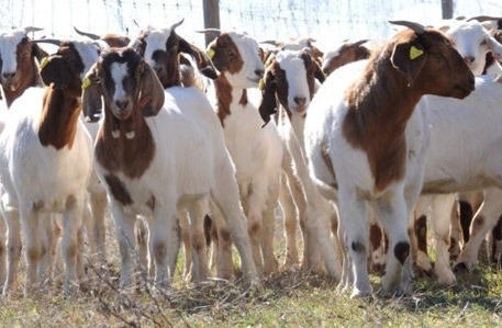 Sell Milking Saanen Goats /Pregnant Saanen Goats