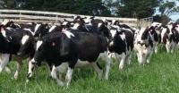 Sell High Quality Live Dairy Cows / Pregnant Holstein Heifers 