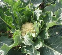 Sell High Germination Rate Hybrid Broccoli Seeds