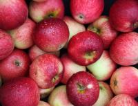 Sell Red Delicious Gala Apples