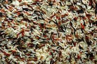 Sell Riceberry Brown Rice