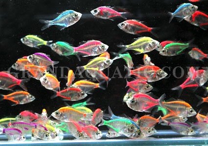 Ornamental Fish / Glass Fish(id:4589547) Product details - View ...