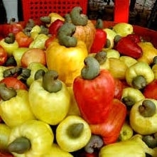 raw cashew nut suppliers