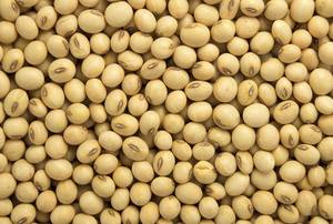 Wholesale milk: Soya Beans