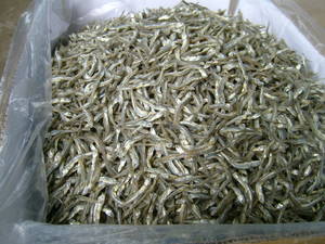 Wholesale frozen squid: Dried Anchovy Fish Grade AA
