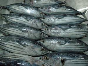 Wholesale Frozen Food: Sea Frozen Skipjack Tuna / Mackerel / Pomfret .