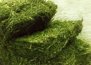 Wholesale alfalfa hay bales: Alfalfa Hay Bales for Animal Feed.