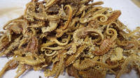 Dried Sea Cucumber  and Sea Horse Direct Supply.