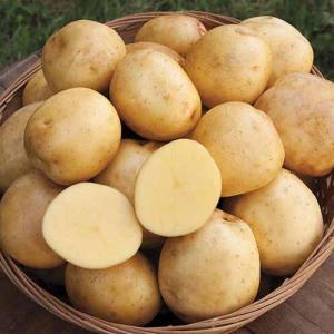 Wholesale mari: Quality Brushed and Washed Potatoes