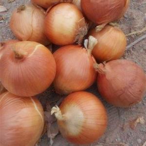 Wholesale bag: Grade A Organic Red and Yellow Fresh Onions