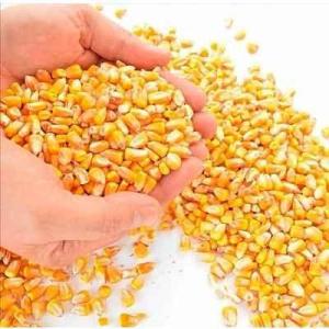 Wholesale feed: Non GMO Yellow Corn Maize for Human and Animal Feed Grade Consumption