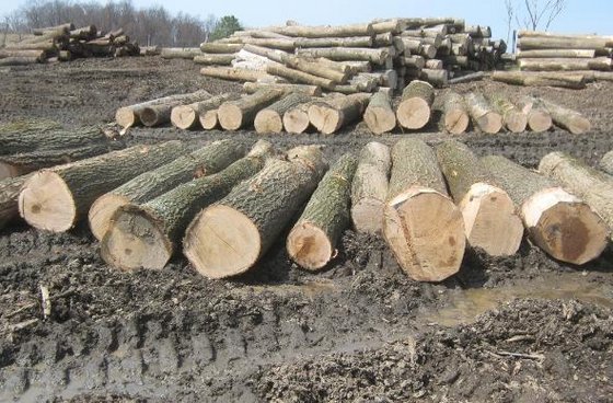 Oak Logs for Sale(id:10331762). Buy Romania Oak Logs, Beech Logs, Birch ...