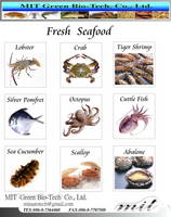 Buy Ribbon Fish