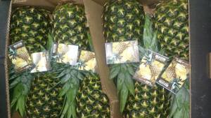 Wholesale costa rica: Pineapple