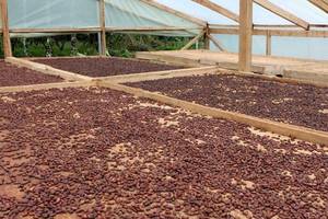 Wholesale Cocoa Beans: Cocoa