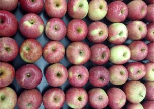 Wholesale sterilized: Royal Gala Apples 4 Pack