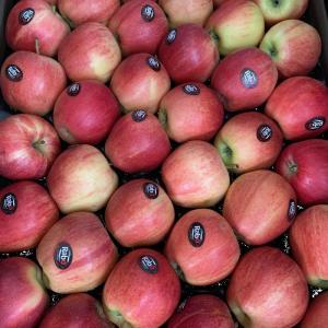 Wholesale fruits: Quality Fuji Apple Fruit