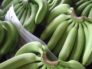 Wholesale grade a: Cavendish Bananas Fresh Green Grade A