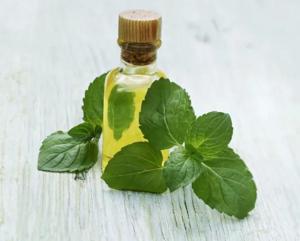 Wholesale essential oil: Peppermint Essential Oil Pure