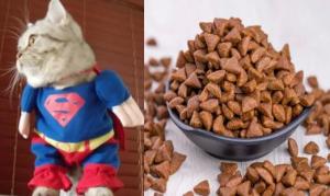 Wholesale biscuit: Cat Biscuit Superman