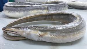 Wholesale Fish & Seafood: Frozen Gutted Daggertooth Pike Conger