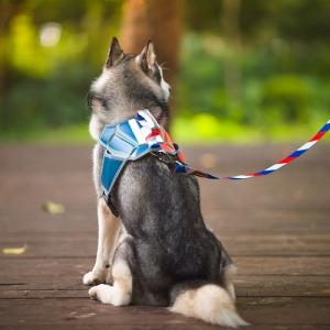Guangzhou QQPETS New Product Custom Massage Dog Harness