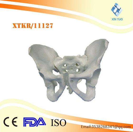 Male Pelvic Model(id:10232434). Buy China medical model - EC21