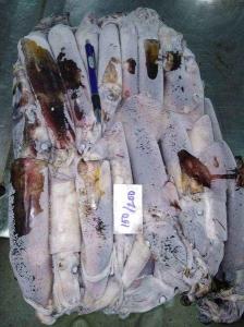 Wholesale Fish: Frozen Black Squid