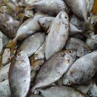 Frozen Rabbitfish