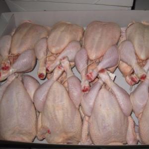 Wholesale frozen chicken: 100% Quality Halal Frozen Whole Chicken