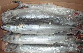 Wholesale Dried Food: Frozen  Fish Mackerel