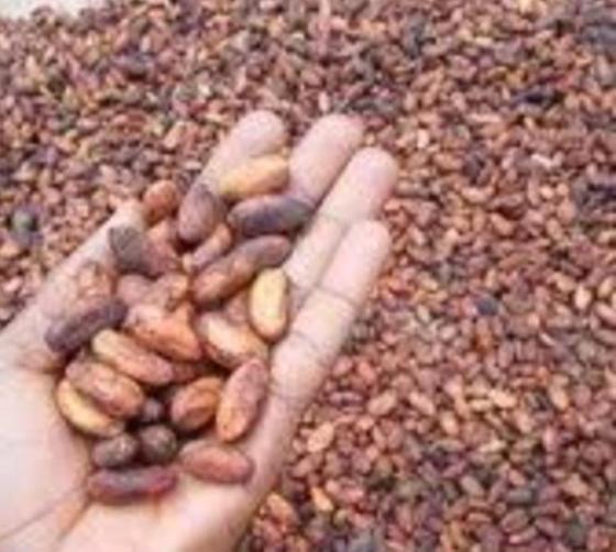 Sell Offer for Cocoa Beans
