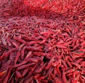 Wholesale chilled shipping containe: Dried Round Pepper