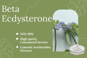 Wholesale Plant Extract: Natural Cyanotis Arachnoidea Extract Ecdysterone Powder 98% CAS 5289-74-7 Beta Ecdysterone