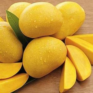 Wholesale Mango: High Quality Fresh Cat  Mango in Vietnam Competitive Price 2024
