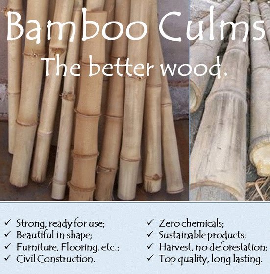 Bamboo Culm