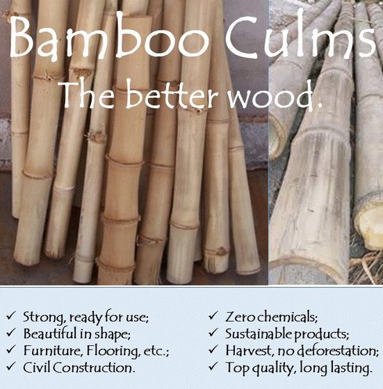 Bamboo Culm(id:10217231). Buy Brazil bamboo, pole, culm - EC21