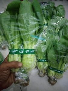 Wholesale vegetable: Green Pakcoy