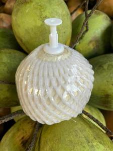 Wholesale v: Coconuts